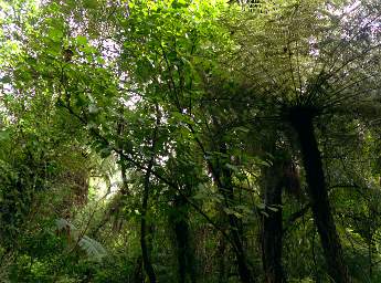 Whanganui R Bushy Park Pepper Tree Kawakawa Macropiper Excelsum