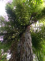 Whanganui R Bushy Park Silver Fern Ponga Cyathea Dealbata