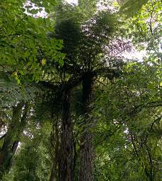 Whanganui R Bushy Park Silver Fern Ponga Cyathea Dealbata
