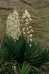 Whanganui R Flower Xxx Flax Yucca