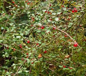 Alps Shrub Xxx Red Berries