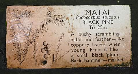 Alps Tree Black Pine Sign
