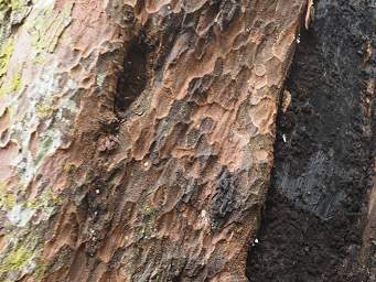 Alps Tree Black Pine Bark