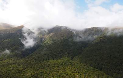Alps Haast Pass Forest