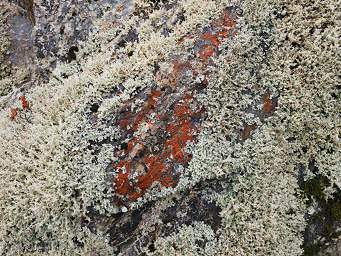 Alps Red Lichen