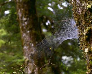 Alps Spider Web