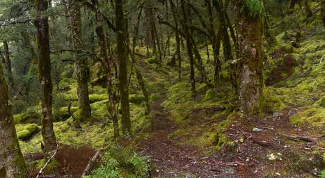Alps Forest