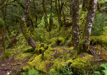 Alps Forest