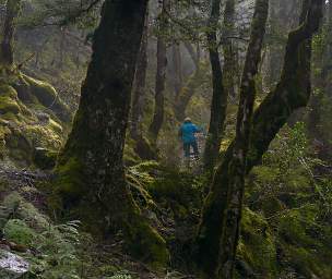 Alps Forest