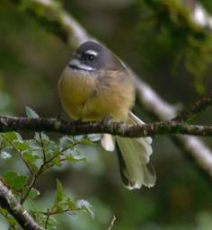 Alps Bird Fantail Piwakawaka Rhipidura Fuliginosa