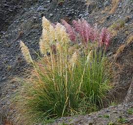Hawkes Bay Grass