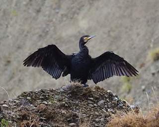 Hawkes Bay Bird Black Shag Phalacrocorax Carbo