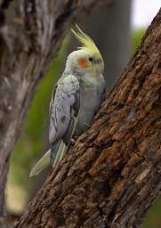 Bird Cockatiel Nymphicus Hollandicus