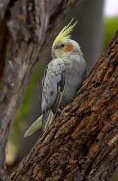 Bird Cockatiel Nymphicus Hollandicus