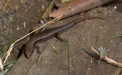 Skink