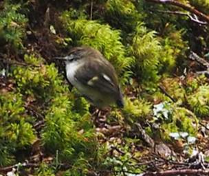 Alps Bird Rifleman Titipounamu Acanthisitta Chloris