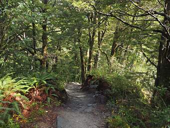 Alps Trail Beech Forest