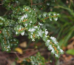 Alps Tree Celery Pine Tanekaha Phyllocladus Trichomanoides