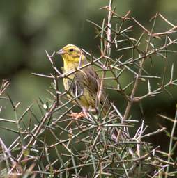 Alps Bird Yellowhammer Emberiza Citrinella