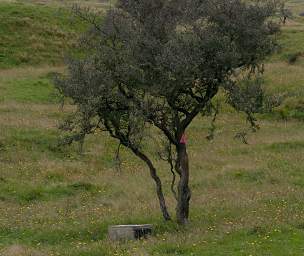 Alps Mammal Trap