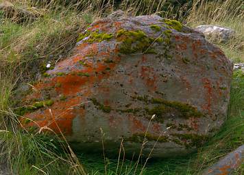 Alps Red Lichen