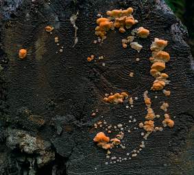 Alps Tree Fungi