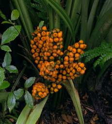 Alps Orange Berries