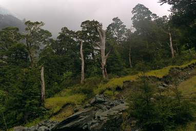 Alps Trees Snag