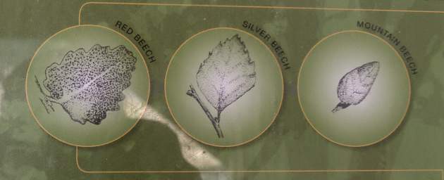 Alps Beech Leaf Info