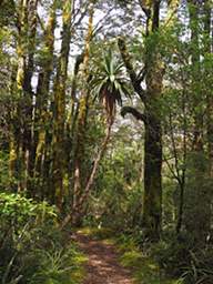 Tongariro Tree Cabbage Palm Cordyline Australis