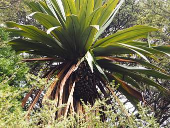 Tongariro Tree Cabbage Palm Cordyline Australis