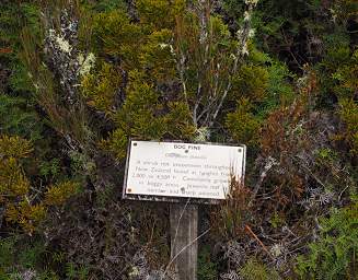 Tongariro Tree Bog Pine Sign