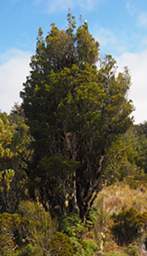Tongariro Tree Xxx
