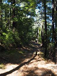 Nelson Lks Beech Forest