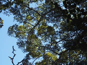 Nelson Lks Beech Leaves