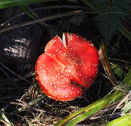 Nelson Lks Mushroom Red