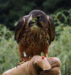 Rotorua Wingspan New Zealand Falcon Falco Novaeceelandiae