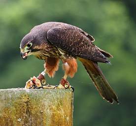 Rotorua Wingspan New Zealand Falcon Falco Novaeceelandiae