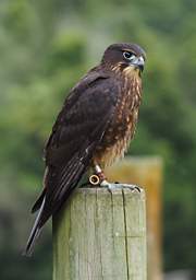 Rotorua Wingspan New Zealand Falcon Falco Novaeceelandiae