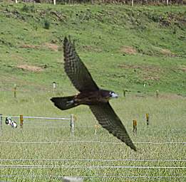 Rotorua Wingspan New Zealand Falcon Falco Novaeceelandiae