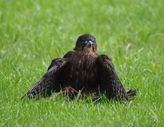 Rotorua Wingspan New Zealand Falcon Falco Novaeceelandiae