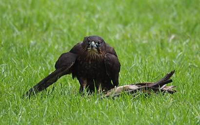 Rotorua Wingspan New Zealand Falcon Falco Novaeceelandiae