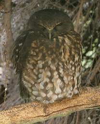 Rotorua Wingspan Morepork Ninox Novaeceelandiae