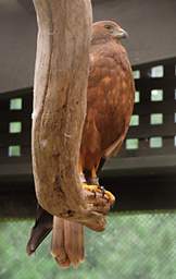 Rotorua Wingspan Australian Harrier Circus Approximans Gouldi