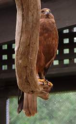Rotorua Wingspan Australian Harrier Circus Approximans Gouldi