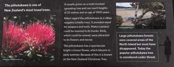 Rotorua Whakarewarewa Tree Pohutukawa Sign