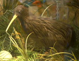 Rotorua Whakarewarewa Kiwi Stuffed