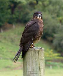 Rotorua Wingspan Bird NZFalcon Karearea Falco Novaeseelandiae