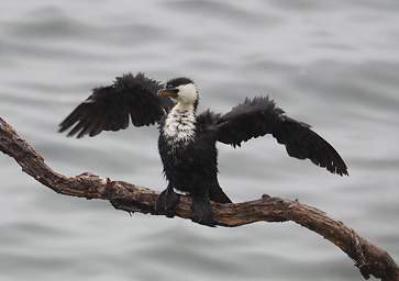Stewart Is Bird Pied Shag Phalocrocorax Varius