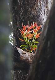 Stewart Is Plant Xxx Red